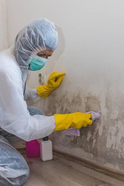 Best Water Damage & Mold Remediation  in Timnath, CO