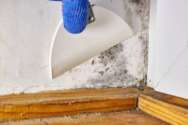 Best Commercial Mold Inspection  in Timnath, CO
